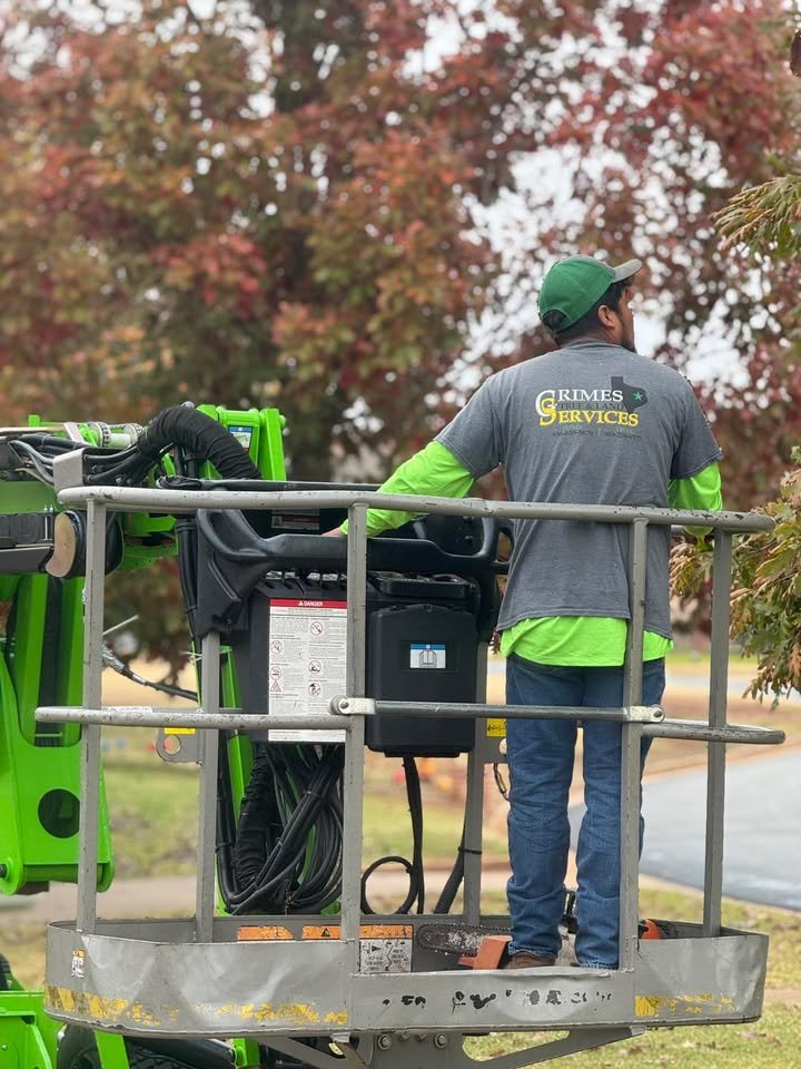 Tree Removal Tyler Texas