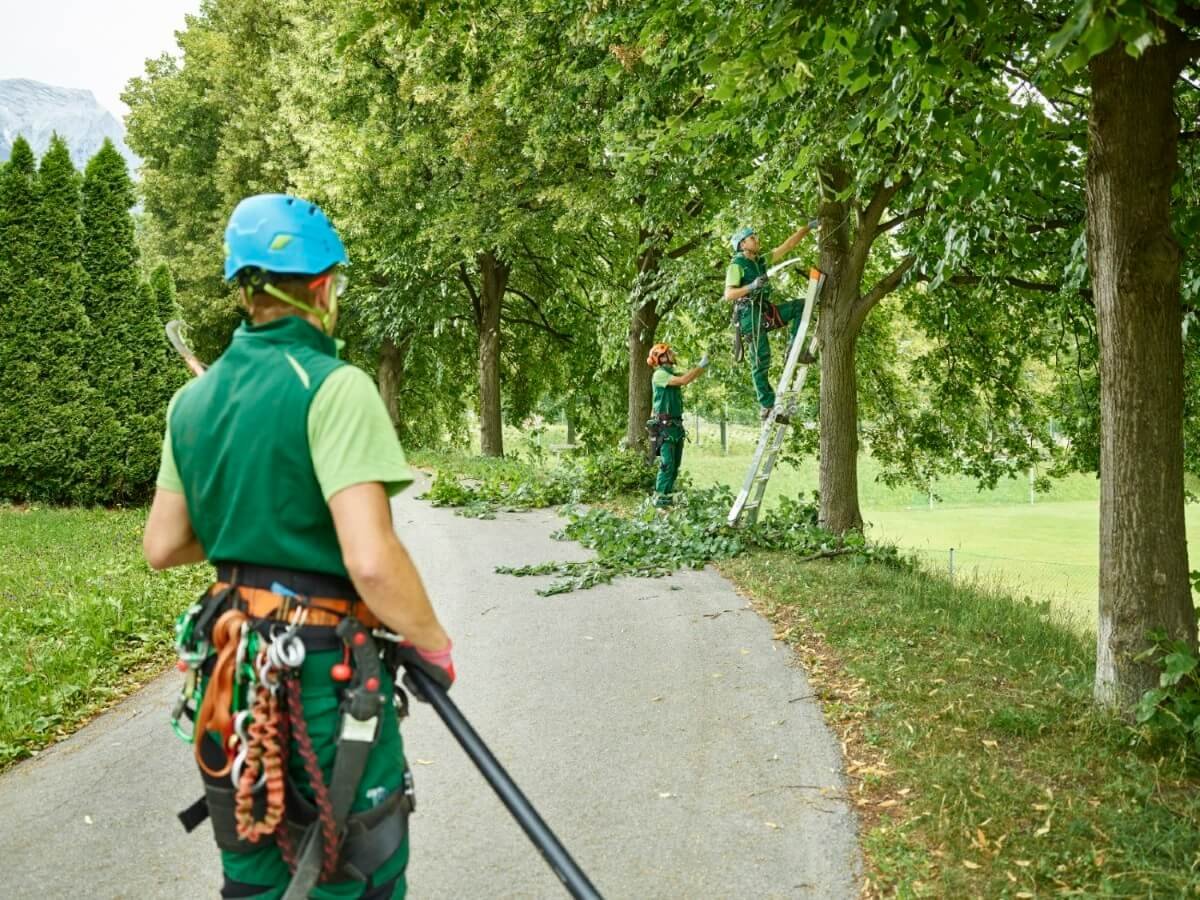 Tree Pruning Tyler Texas